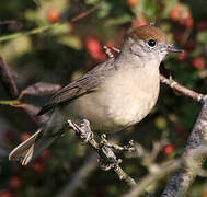 Eurasian Blackcap