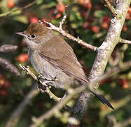 Eurasian Blackcap