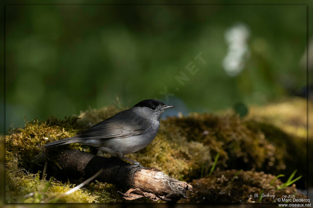 Eurasian Blackcap