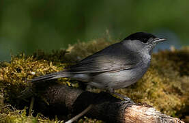 Eurasian Blackcap