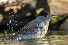 Eurasian Blackcap