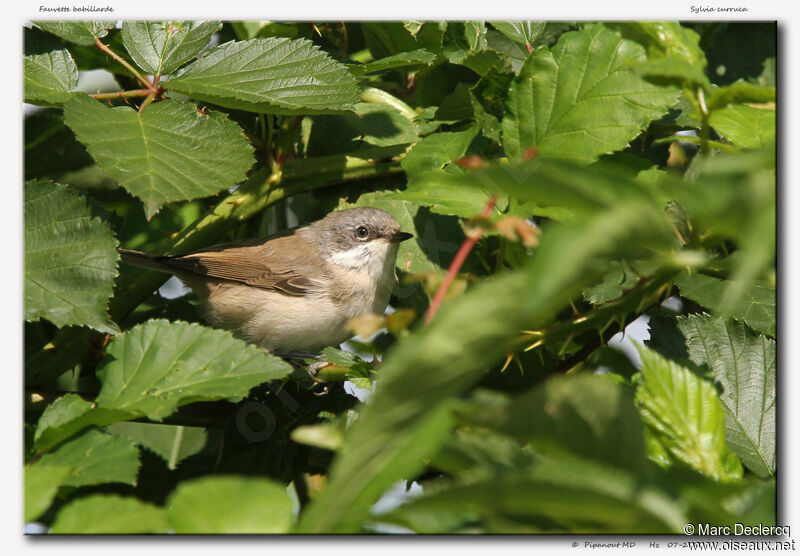 Lesser Whitethroatadult, identification