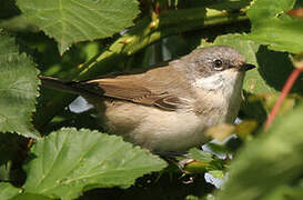 Lesser Whitethroat