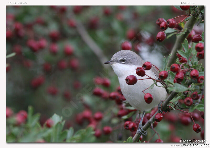 Lesser Whitethroat, identification