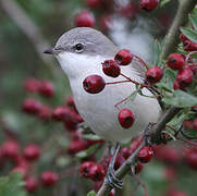 Lesser Whitethroat