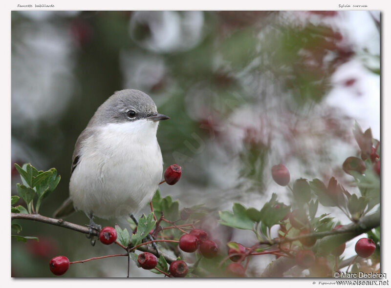 Lesser Whitethroat, identification