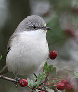 Lesser Whitethroat