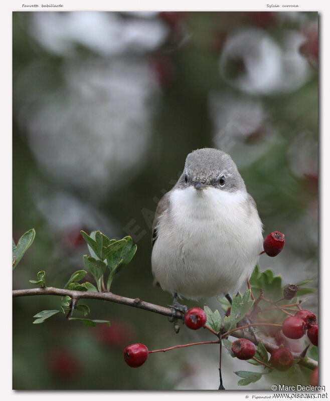 Lesser Whitethroat, identification