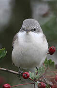 Lesser Whitethroat