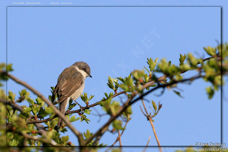 Lesser Whitethroat