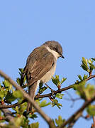 Lesser Whitethroat