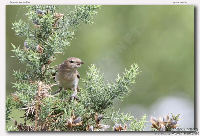 Garden Warbler