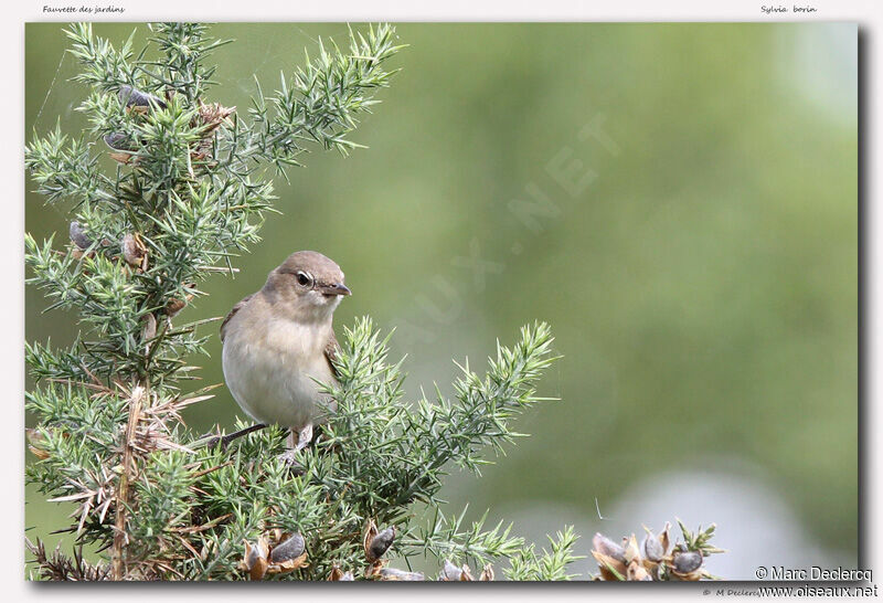 Garden Warbler