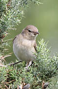 Garden Warbler