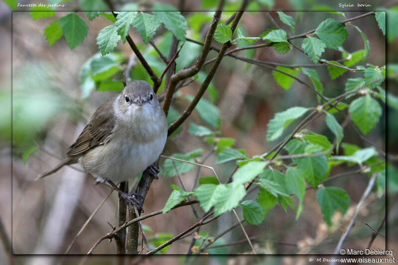 Garden Warbler, identification