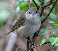 Garden Warbler