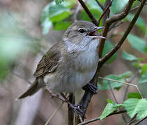 Garden Warbler