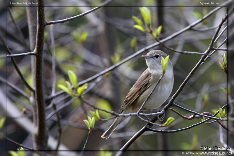 Garden Warbler, identification