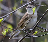 Garden Warbler