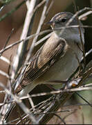 Garden Warbler