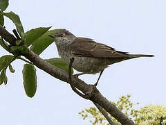 Barred Warbler