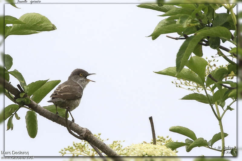 Barred Warbler male adult, song