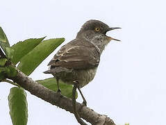 Barred Warbler