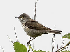 Barred Warbler