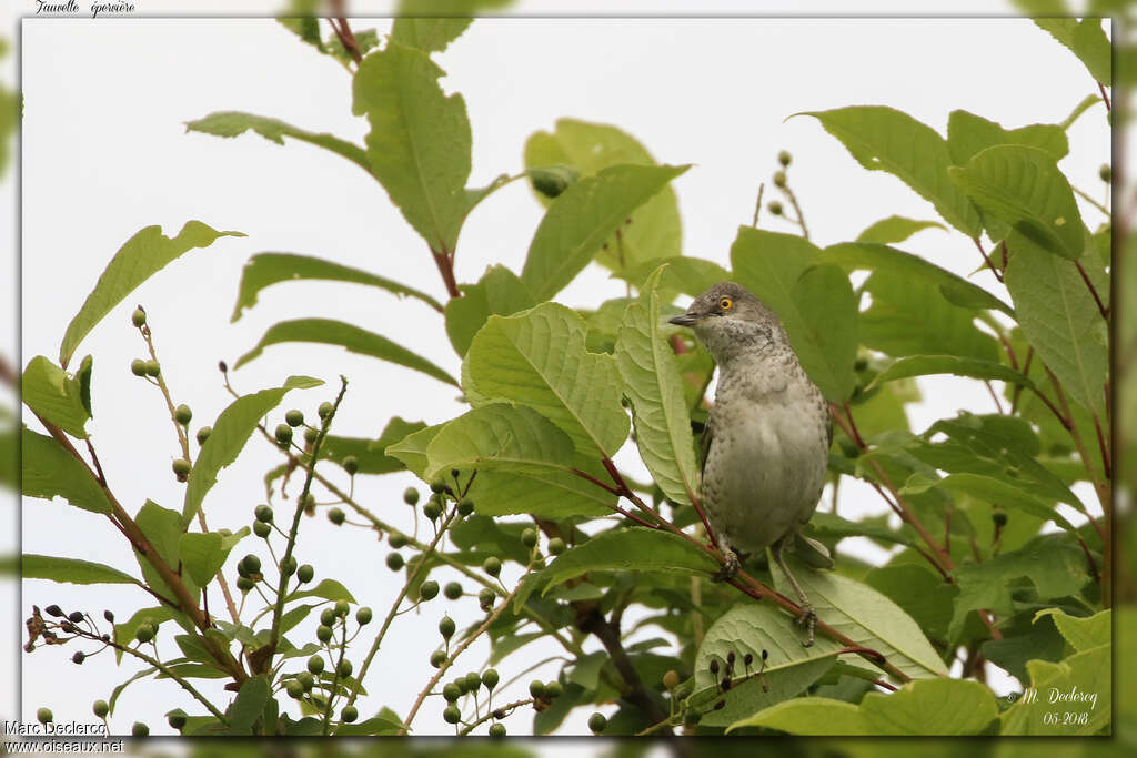 Barred Warbler female adult, habitat