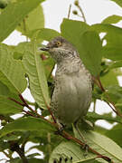 Barred Warbler