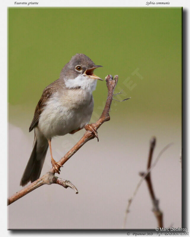 Fauvette grisette mâle adulte, identification, chant