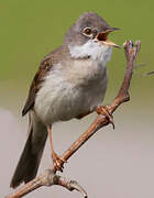 Common Whitethroat