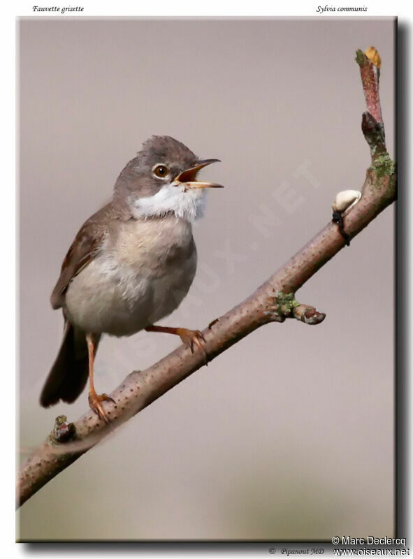 Fauvette grisette mâle adulte, identification, chant