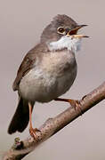 Common Whitethroat