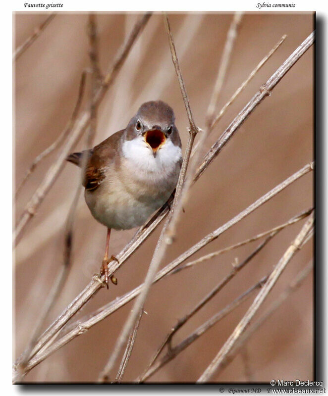 Fauvette grisette mâle adulte, identification, chant