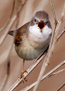 Common Whitethroat