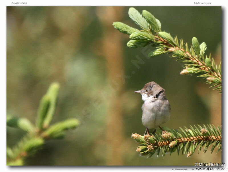 Common Whitethroat, identification