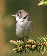 Common Whitethroat