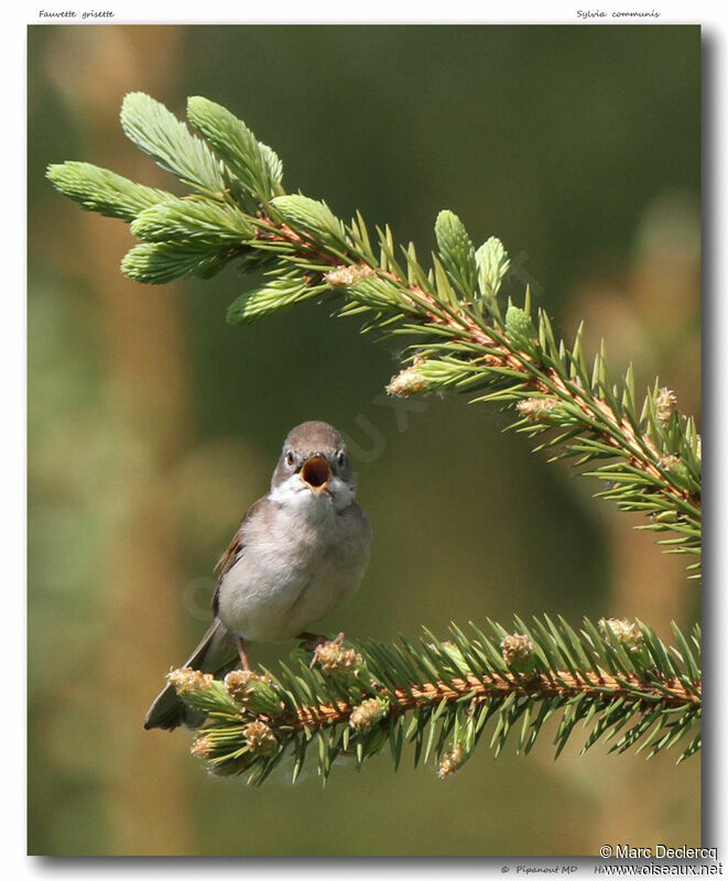 Common Whitethroat, identification