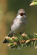 Common Whitethroat