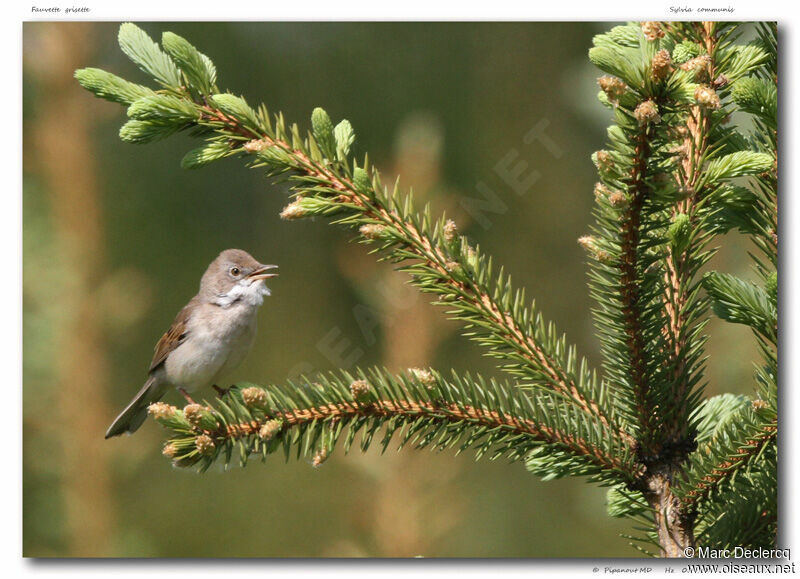 Fauvette grisette, identification