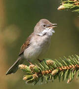 Common Whitethroat