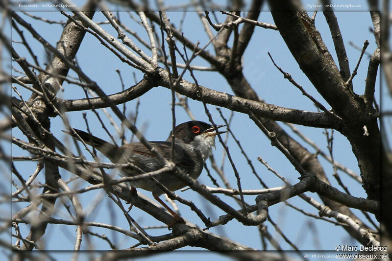 Sardinian Warbler