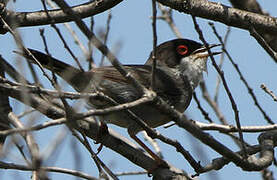 Sardinian Warbler