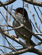 Sardinian Warbler