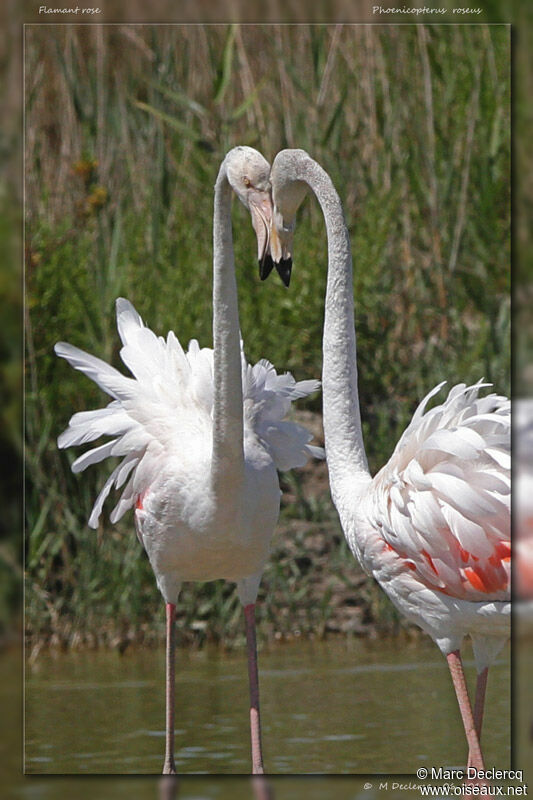 Flamant rose, identification, Comportement