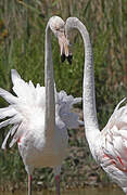 Greater Flamingo