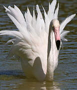 Greater Flamingo