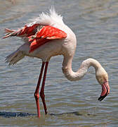 Flamant rose