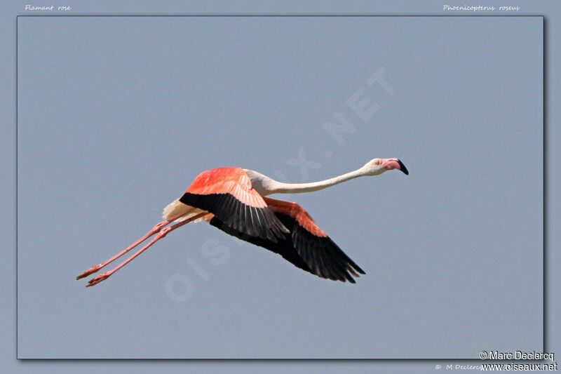 Flamant rose, Vol